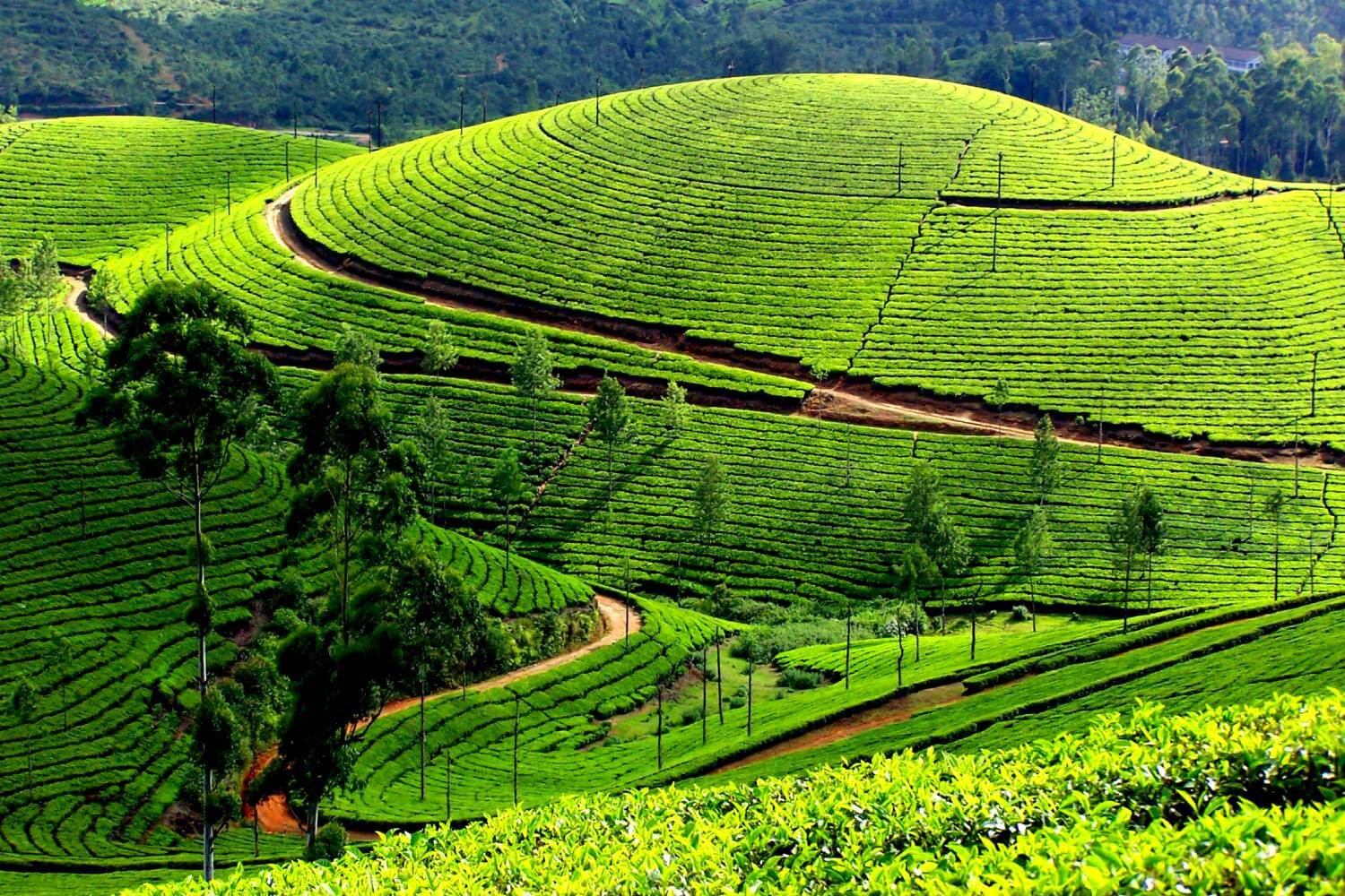 Hill Station Tours in India