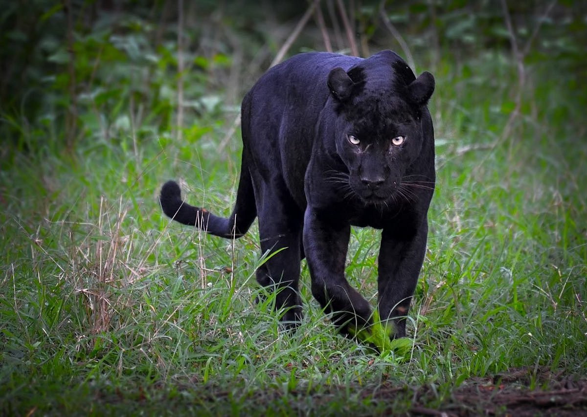 Kabini Wildlife Sanctuary