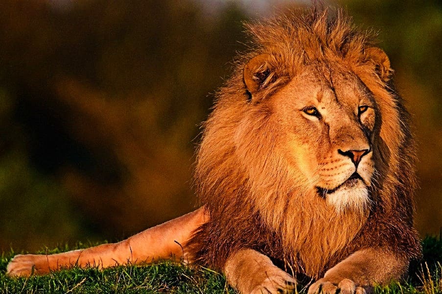 Best of Gujarat with Wildlife