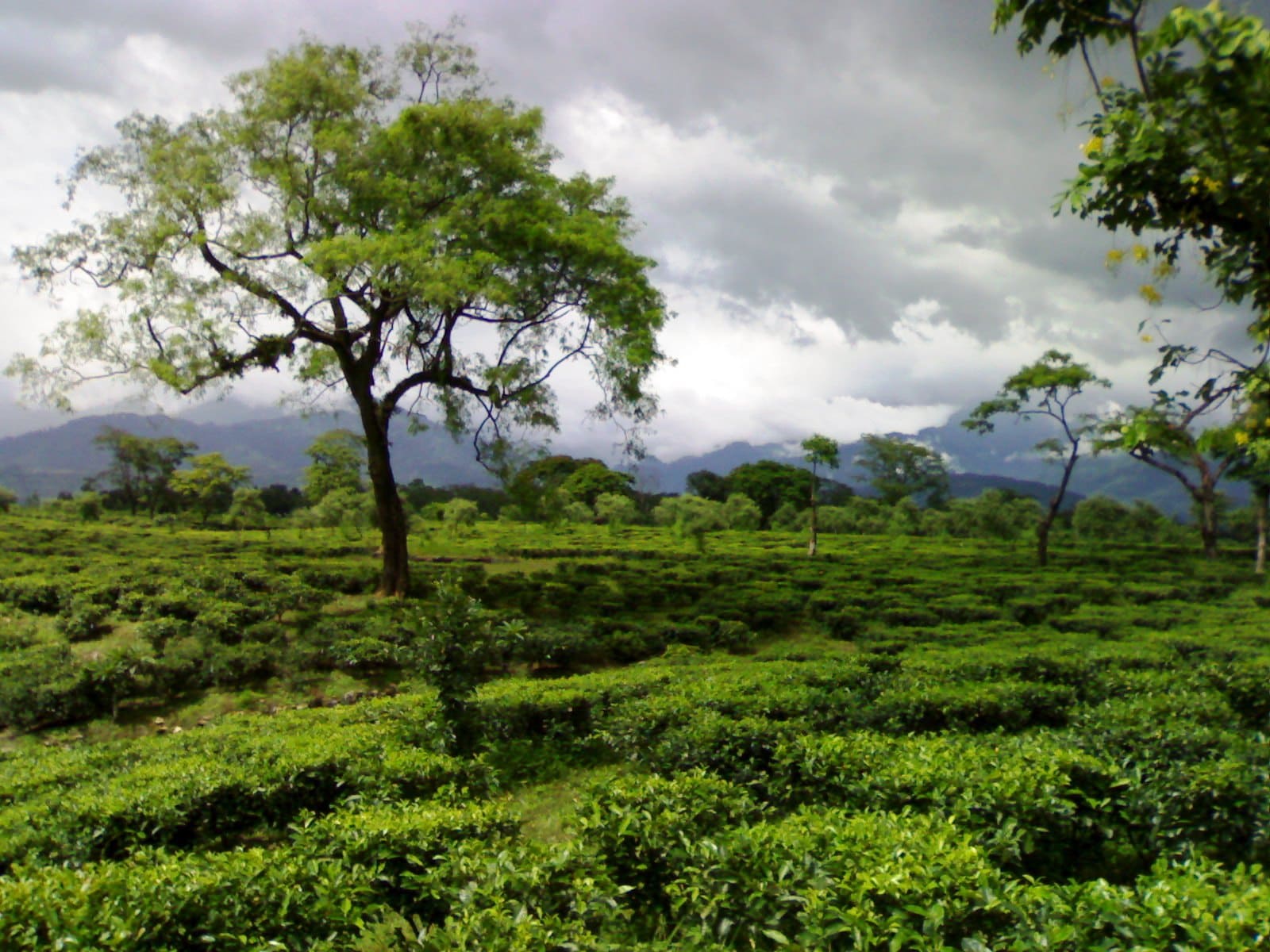 Dooars Image