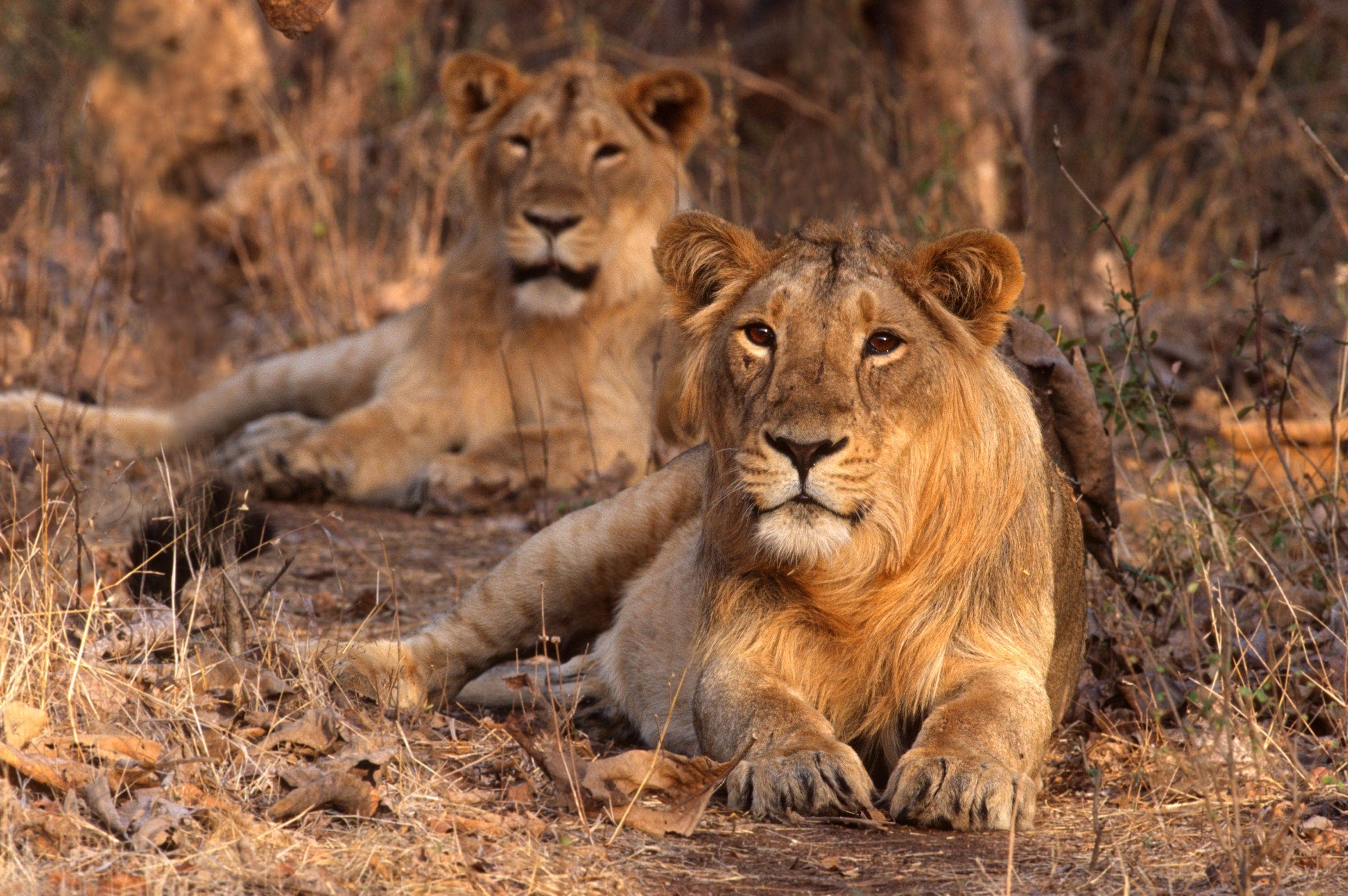Gir National Park Image