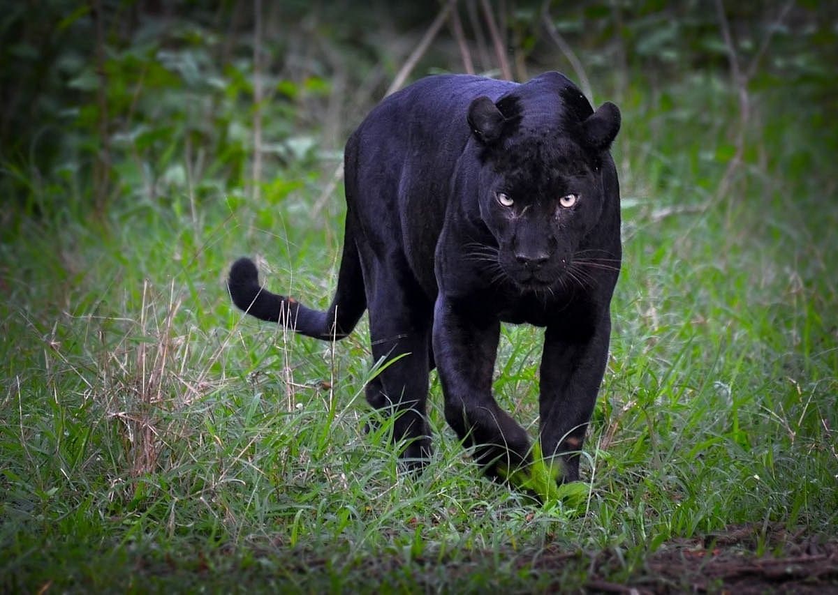 Kabini Wildlife Sanctuary