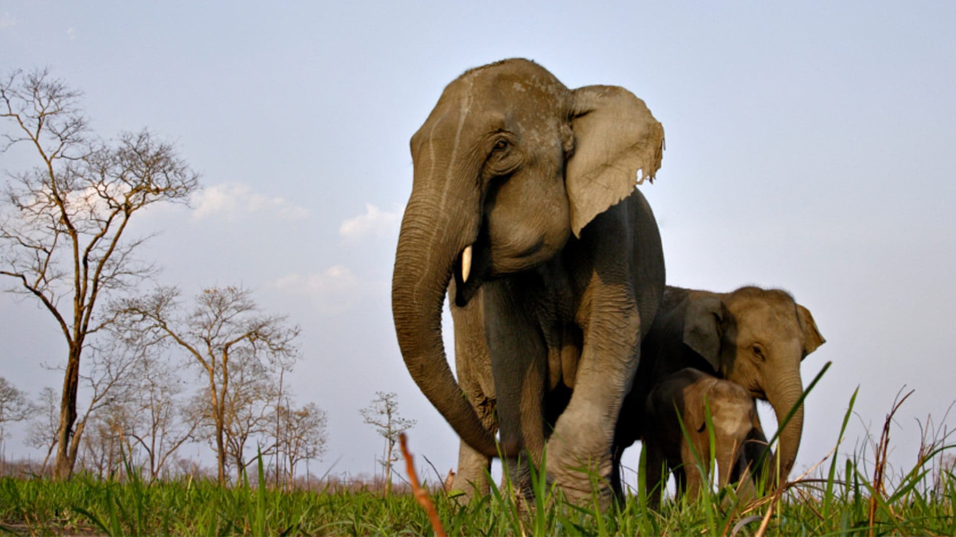 Kaziranga National Park Image