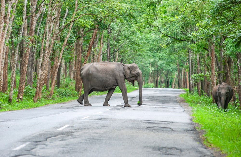 Wayanad