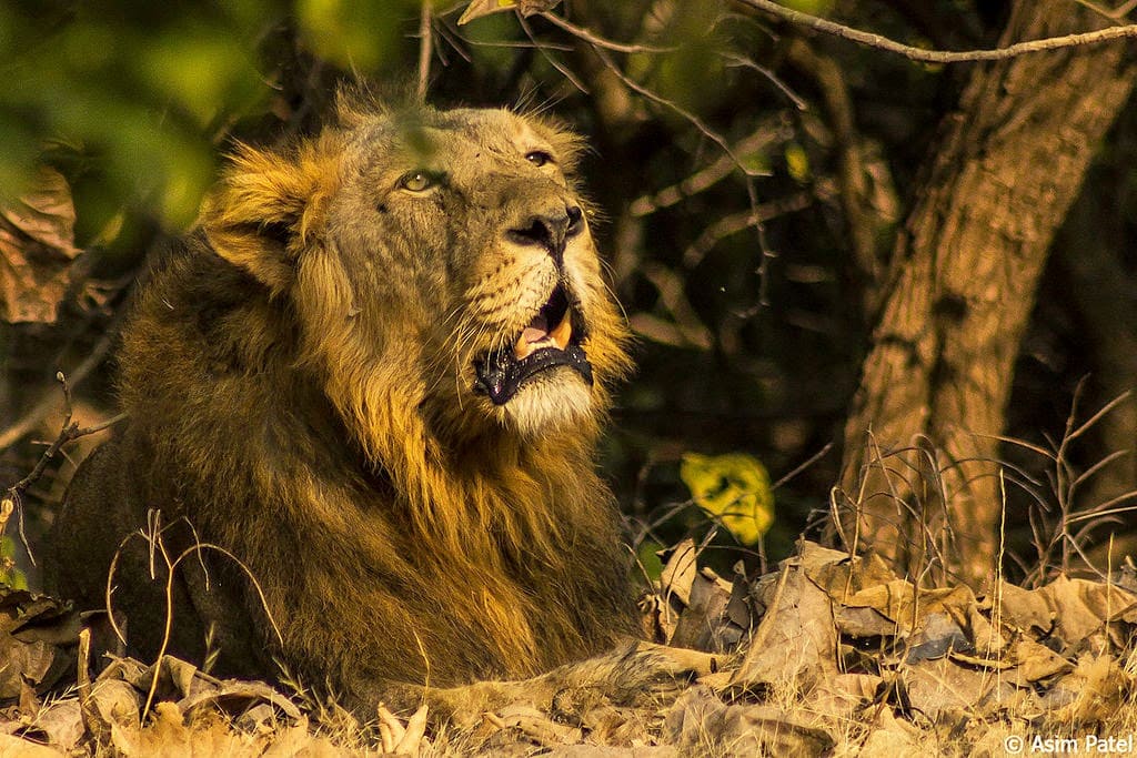 West India Lion Safari Tour